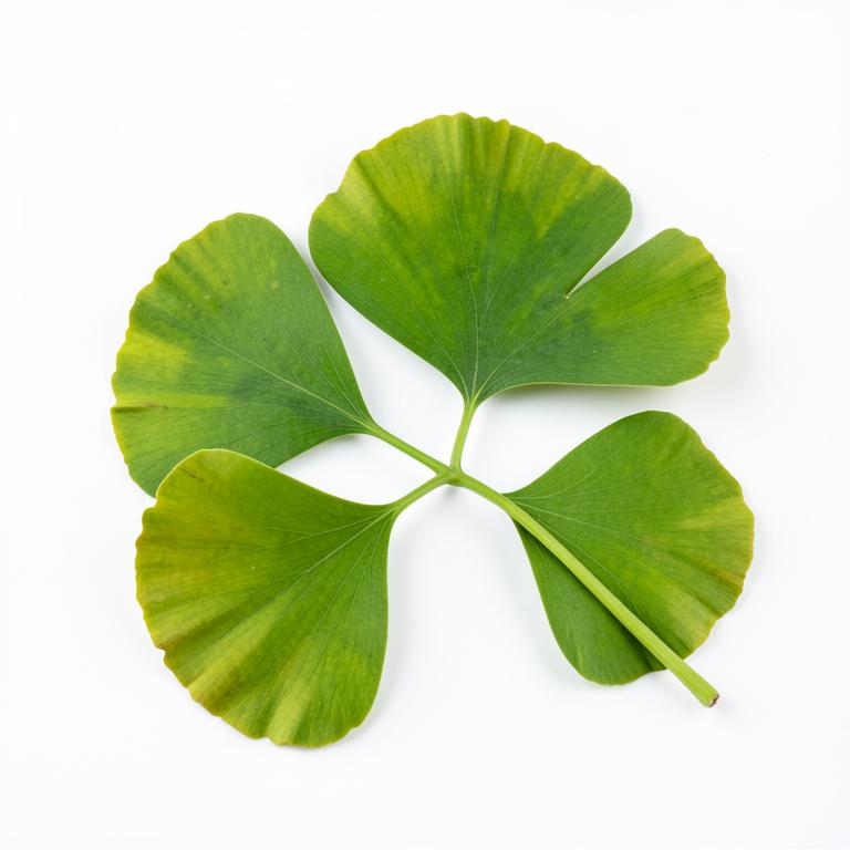 Ginkgo Biloba